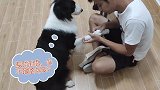 给雪纳瑞做清洁，身边的边境牧羊犬居然吃醋：“我也要！”