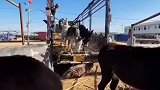 驴卸车，记录农村生活