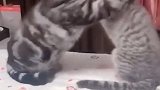 猫：你干啥，还想给我打架呀！