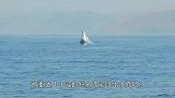 鲸鱼真的可以飞！40吨重座头鲸一跃而起，镜头拍下罕见画面