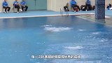 男子双人跳水，落水瞬间评委懵了，网友：承包我一年的笑点
