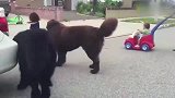 小女孩张嘴吓狗狗，没想到狗狗会错意，这下初吻没了