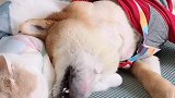 还原当惹女朋友生气时，正在哄她的你…萌宠萌宠出道计划