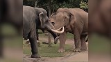 泰国：醋意大发！一头公象把雕塑大象当情敌撞翻在地