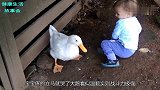 熊孩子与大鹅单挑，大鹅的猛攻犹如噩梦，爸妈却在一旁大笑不止