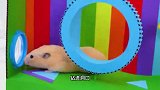 小仓鼠挑战彩虹迷宫陷阱，逃出宠物监狱，是否能成功越狱？