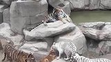 咱这五虎上将怎么就和人家不一样呢