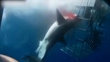 生死一刻！大白鲨攻击潜水员却被铁笼卡住 鲜血直流“撕裂”而死