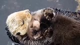 这对海獭非常好的诠释：生娃前后的差别！