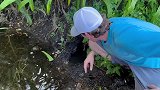国外小哥在河边的泥洞中抓到极其稀有的双色小龙虾