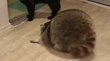 胖胖的小浣熊在地上蠕动，突然向猫扑了过去！