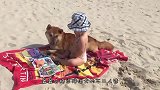 红遍日本的“岛原三柴”，如今已成柴犬圣地，点名就会冒出头来！
