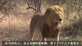 盛世美颜之狮王杜马第二集：驱逐6个儿子流浪，狮王本色