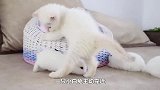 当小奶猫遇上小鸡仔，简直要被萌化了：谁还不是个宝宝了？