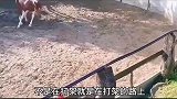 大马竟然被公鸡干翻