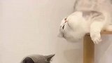 两只猫咪相亲，很明显蓝猫没看上