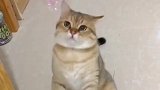 猫：主人我抓住了，快给我！