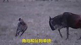 角马和鬣狗单挑，精彩