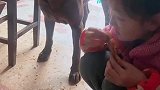 小女孩吃烤红薯馋的狗狗直流口水，给它喝点水一会脱水了