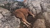 西班牙20余头奶牛“横尸”山头 疑因被雷电击中
