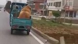 这主人要是去养猪，那绝对是养猪能手