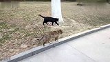 喵星人三个一起吃饭，黑猫吃完了，还继续去其他地方吃