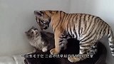 见过许多猫咪打架，这两只猫让我笑的肚子痛，打架打出新花样