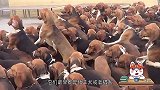 为什么美国恶霸犬在中国流行不起来？