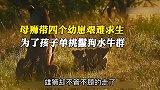母狮出轨偷偷生了四个孩子，遭到狮王驱逐，危亡关头妹妹雪中送炭