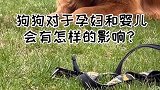一个长视频，关于养狗对怀孕有没有冲突
