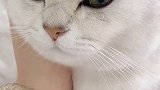 当你拥有一只猫的时候，它的世界里就只有你了萌宠 我只有你了  歌曲沦陷  造音行动