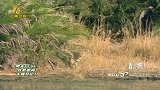 绿洲酋长岛，野生动物与世隔绝，从未有人干涉它们的生活！