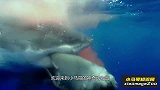 盘点当代最强海洋生物！虎鲸遇到大白鲨，谁才是真正的海洋霸主？