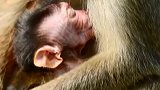 祝贺大猴子今早分娩，第一个新生猴宝
