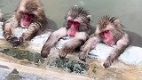 猴子集体泡温泉，这小表情一看就很享受