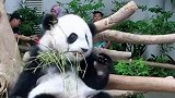 马来西亚大熊猫肌肤雪亮，上下班全程接送