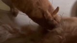 兔妈妈狂薅狗狗的毛为宝宝做窝