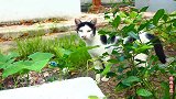偷偷给饥饿的流浪猫送去食物，幸运的是：它接受了