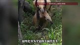 食蚁兽一家三口“叠罗汉”，爸爸化身“专属代步车”，网友：父爱如山，动物版