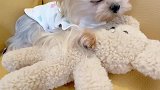 为什么白天总是见不到妈妈？他上班的时候想我了怎么办？约克夏宠