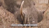 这是我见过最勇敢的疣猪！单枪匹马大战狮子，狮子被打得屁滚尿流