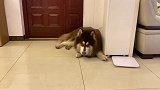 狗狗剃毛后直接变成了孙悟空
