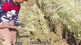 春种一粒粟，秋收一颗子，正好保本啊