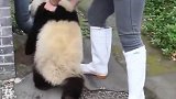 饲养员自己喂胖的四川熊，超重也要拎着回去，这憨态可掬的样子爱
