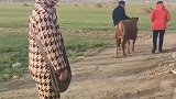 小牛被卖，转身回来给主人跪下，主人瞬间泪目，不卖了