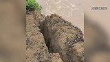村民黄河边抢收花生遇河床坍塌，不顾危险埋头抢收，惊险瞬间曝光