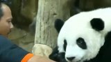 熊猫：围观萌团子超萌的美食计划！