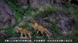 新狮王试图杀死前狮王的后代，遭到母狮的强烈反抗