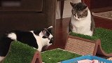 看这两只猫咪蠢萌的样子，真是可爱极了，养哪一只好呢