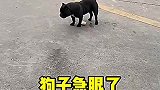 狗子想吃肉急眼了